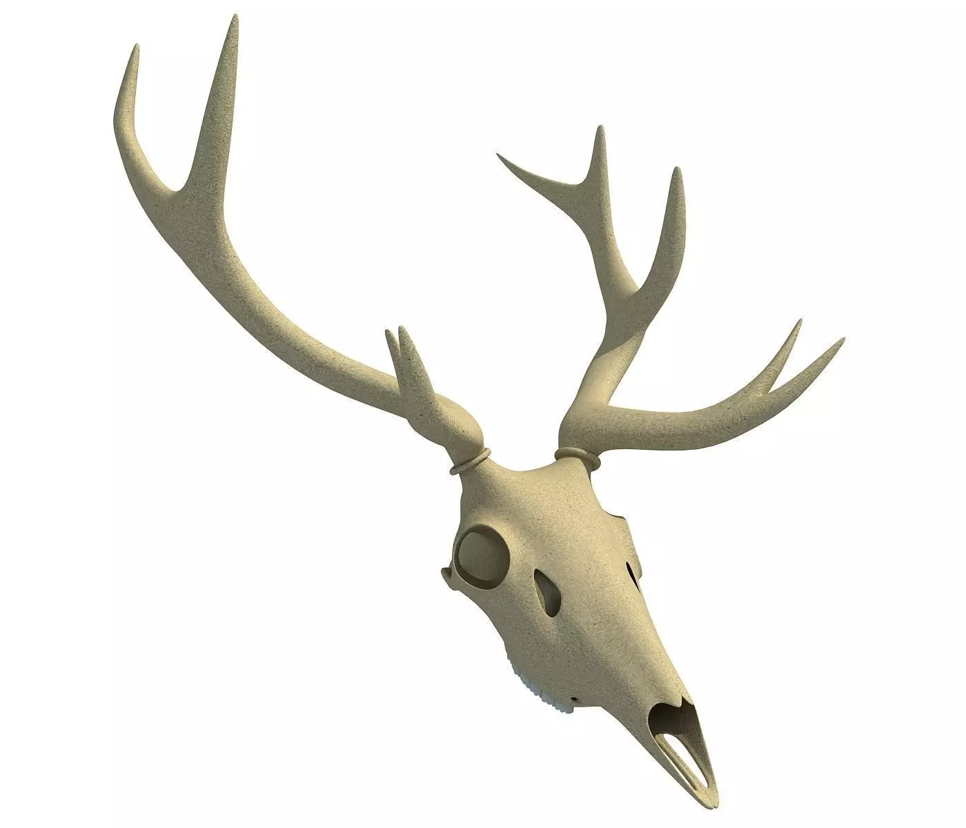 Deer Skull 3D model_0