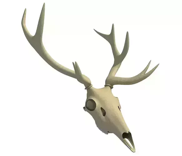 Deer Skull