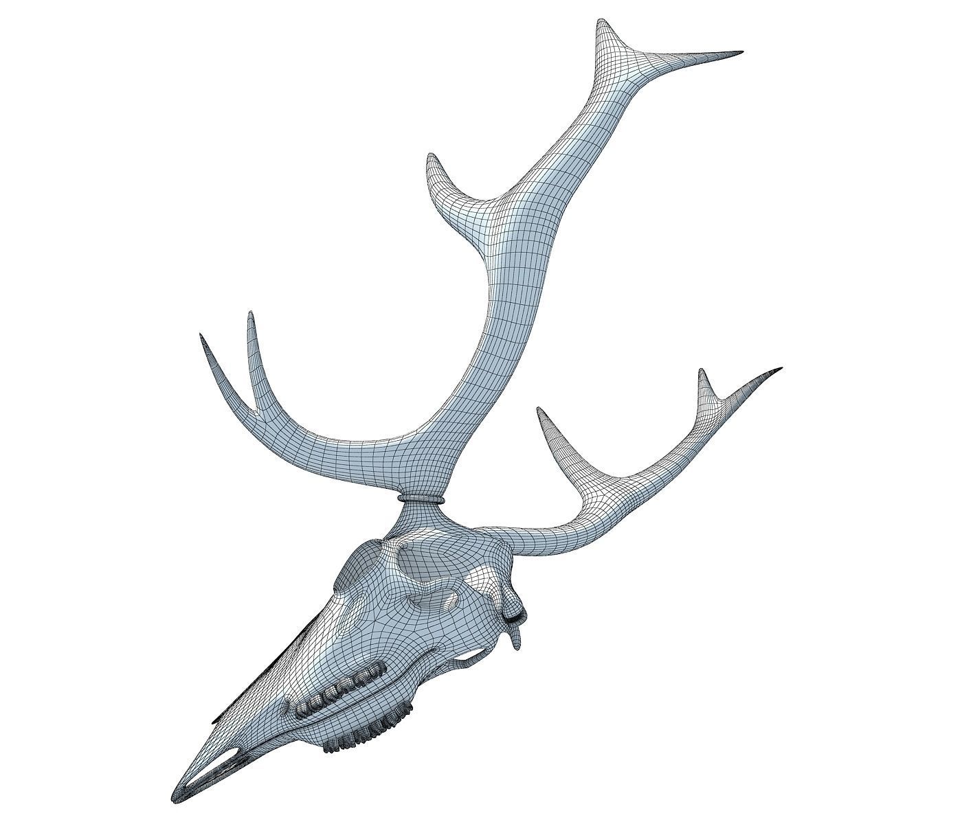 Deer Skull 3D model_10