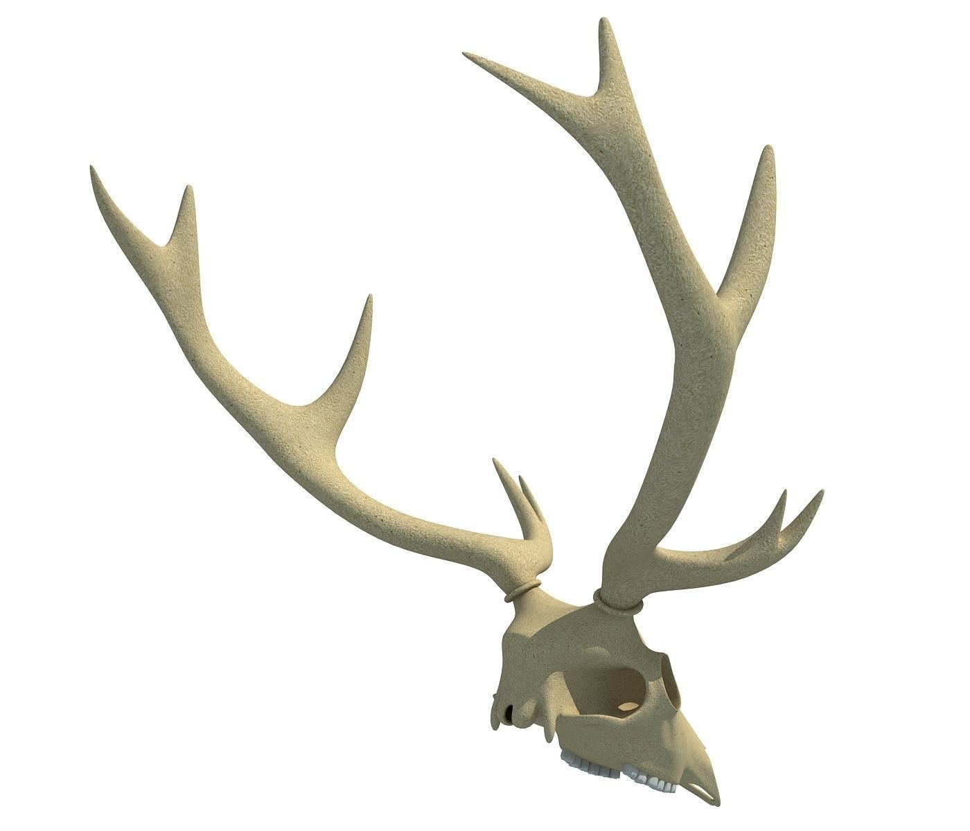 Deer Skull 3D model_4