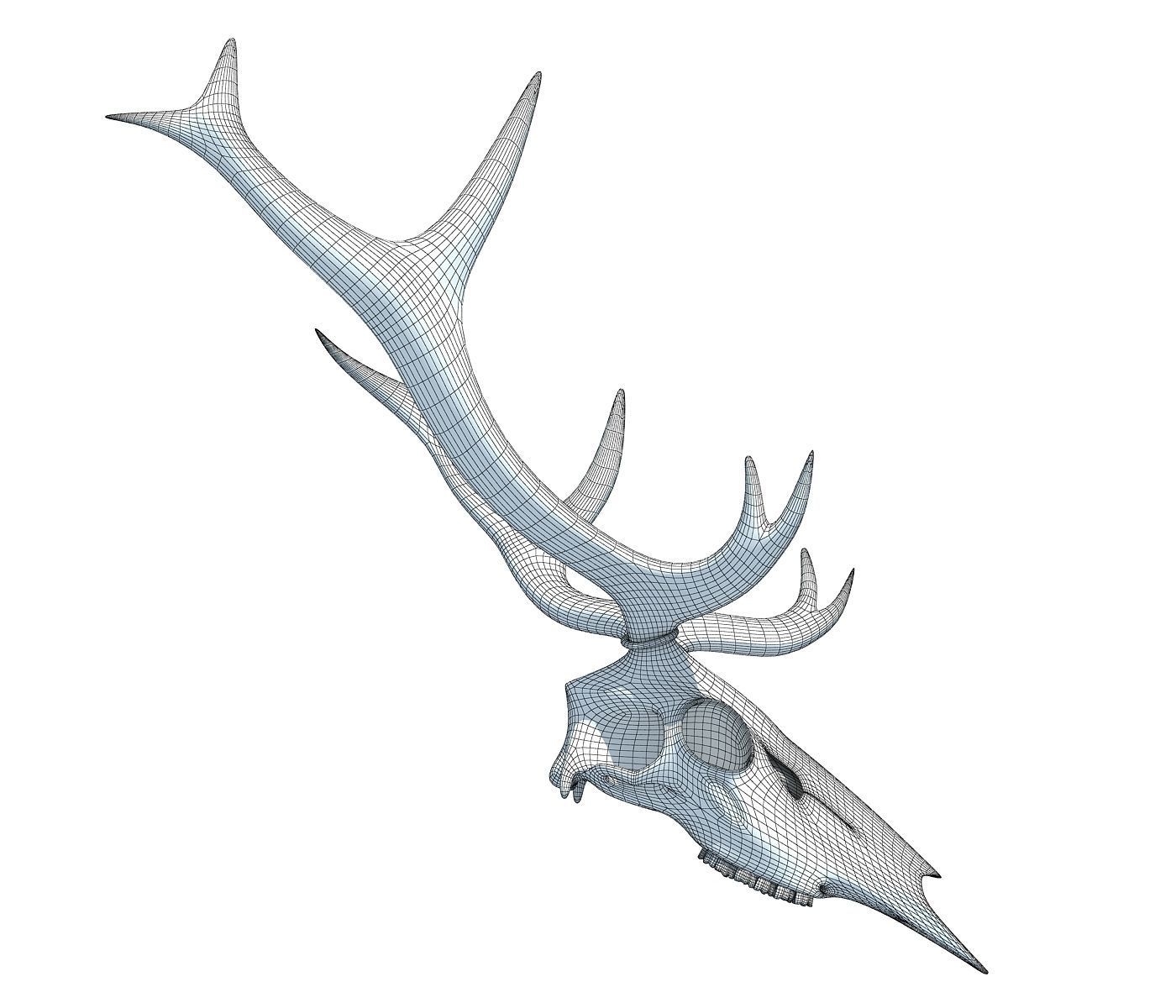 Deer Skull 3D model_7