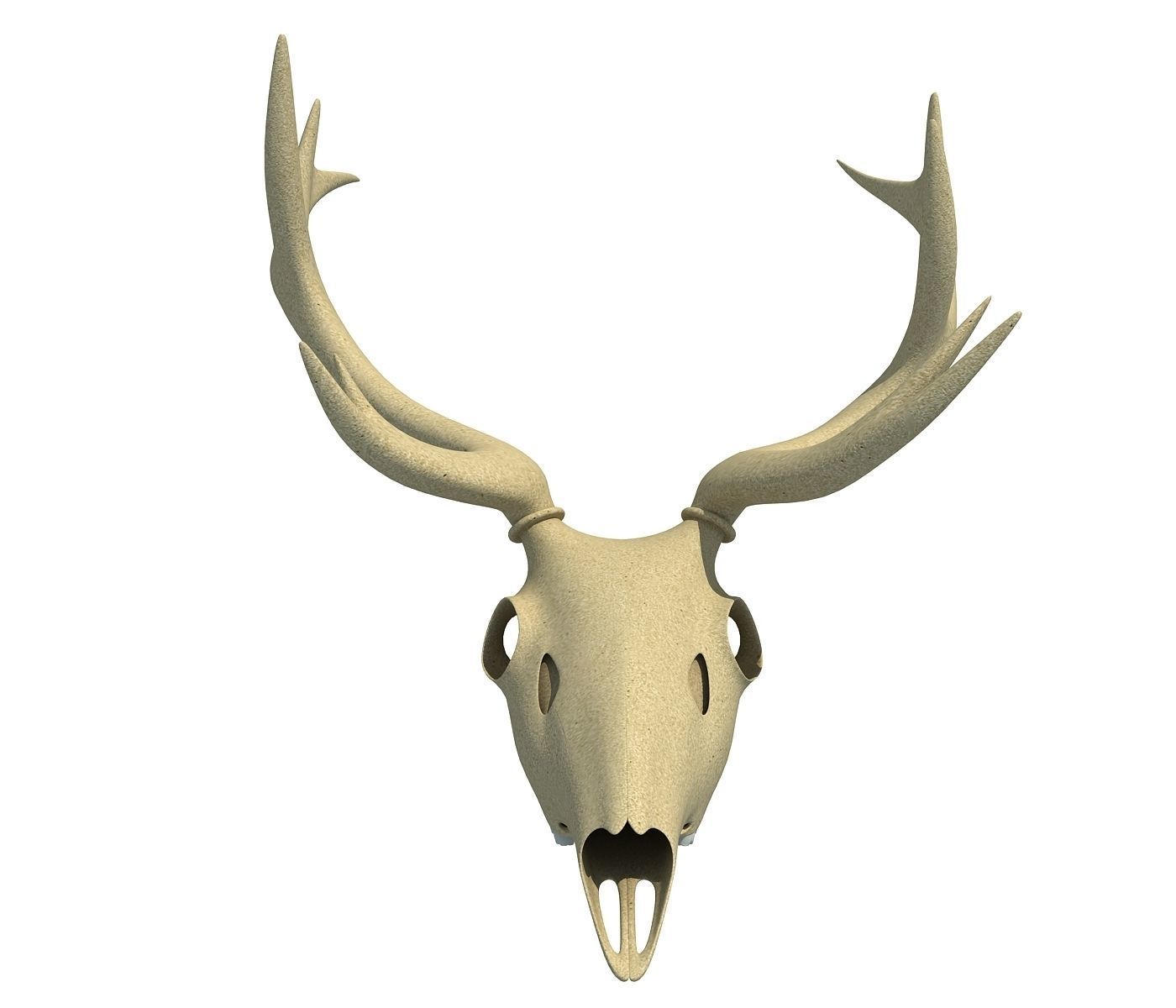 Deer Skull 3D model_1