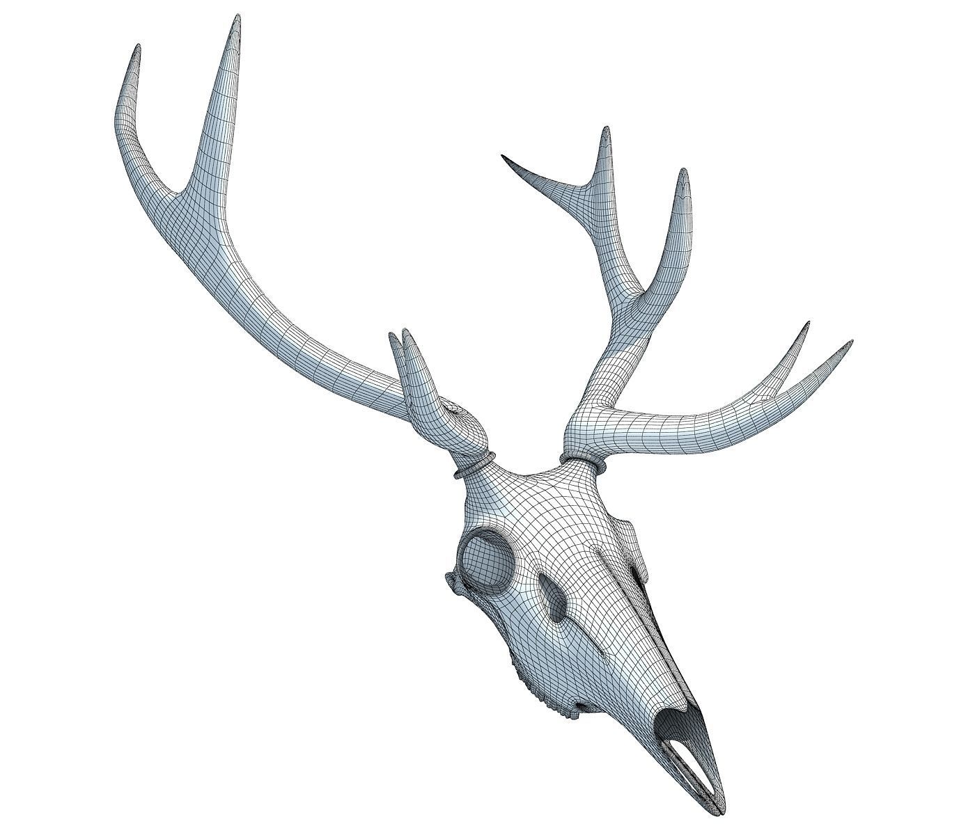 Deer Skull 3D model_8