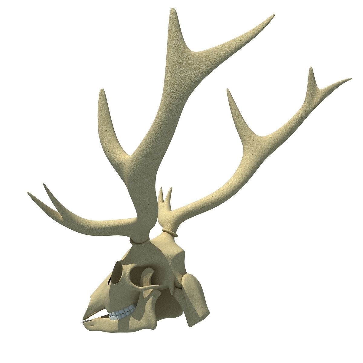 Realistic Deer Skull 3D model_6