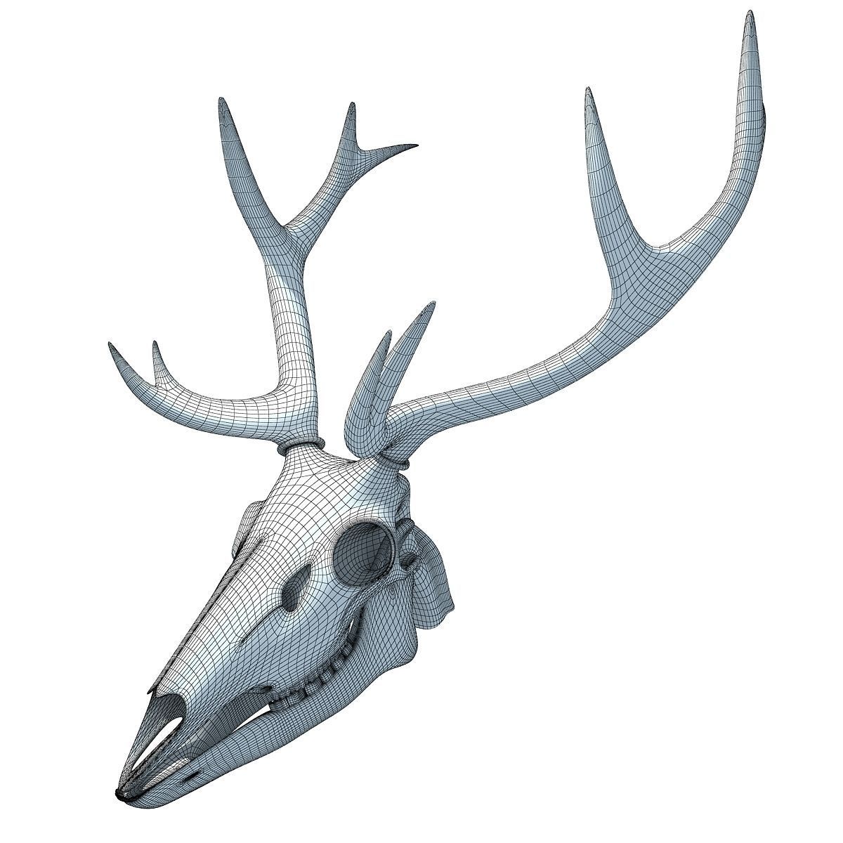 Realistic Deer Skull 3D model_9