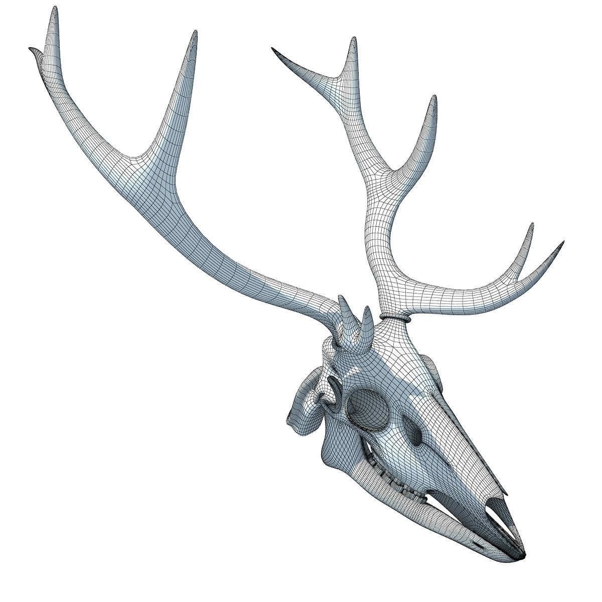 Realistic Deer Skull 3D model_11
