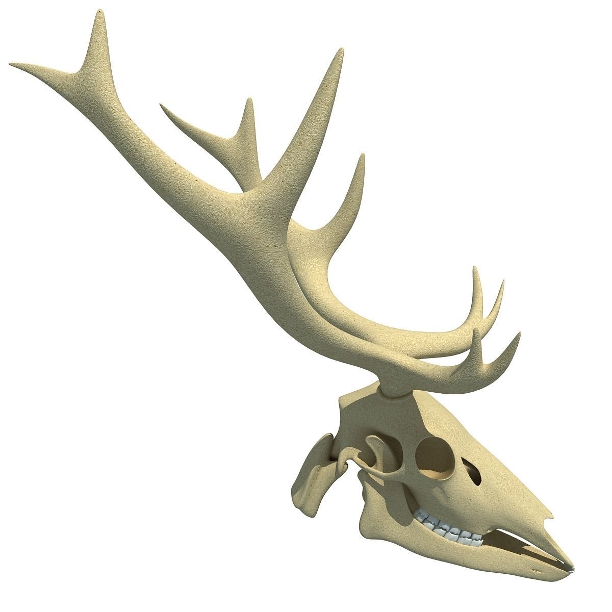 Realistic Deer Skull 3D model_2