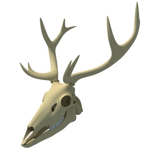 Realistic Deer Skull 3D model