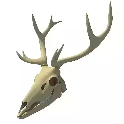 Realistic Deer Skull 3D model