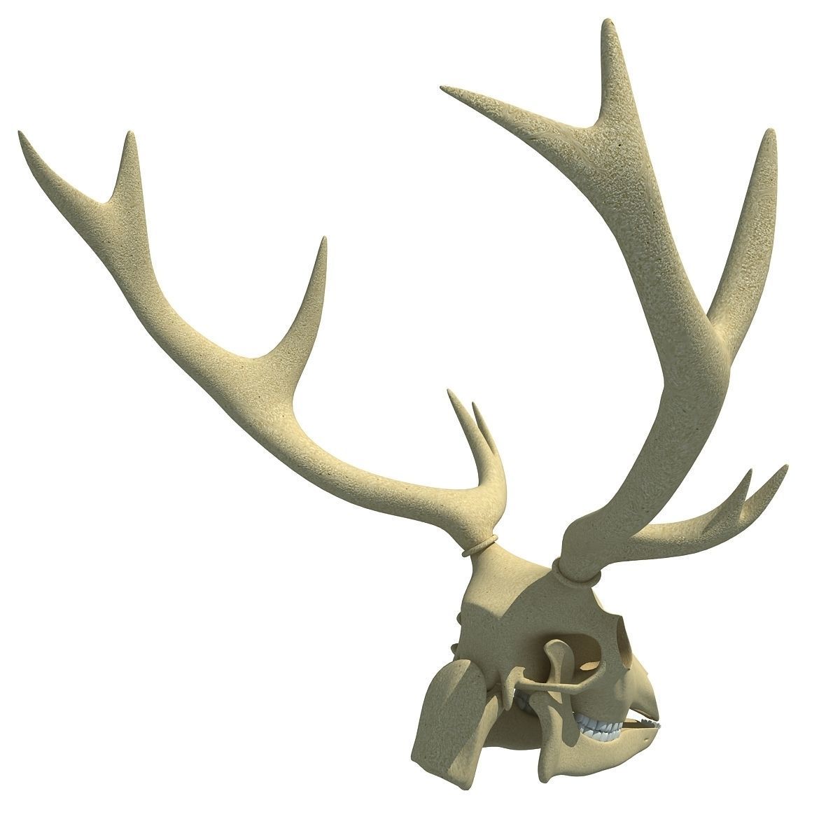Realistic Deer Skull 3D model_8