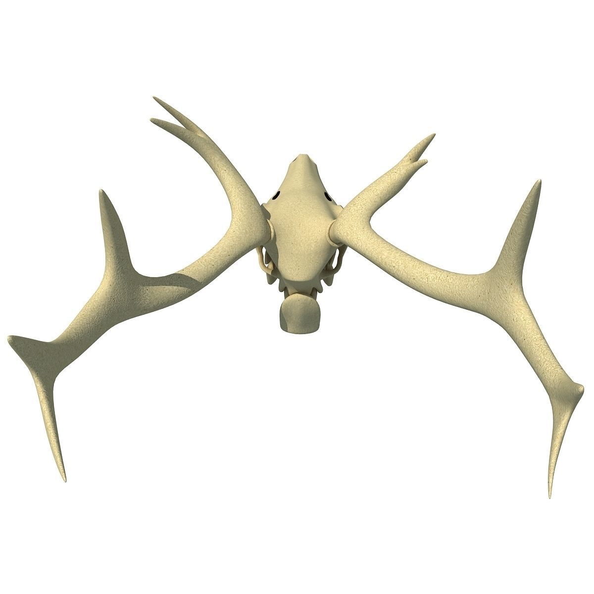 Realistic Deer Skull 3D model_5