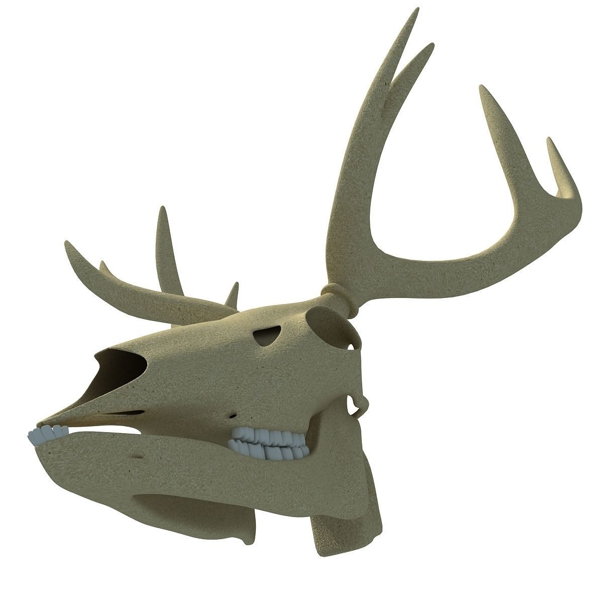 Realistic Deer Skull 3D model_7