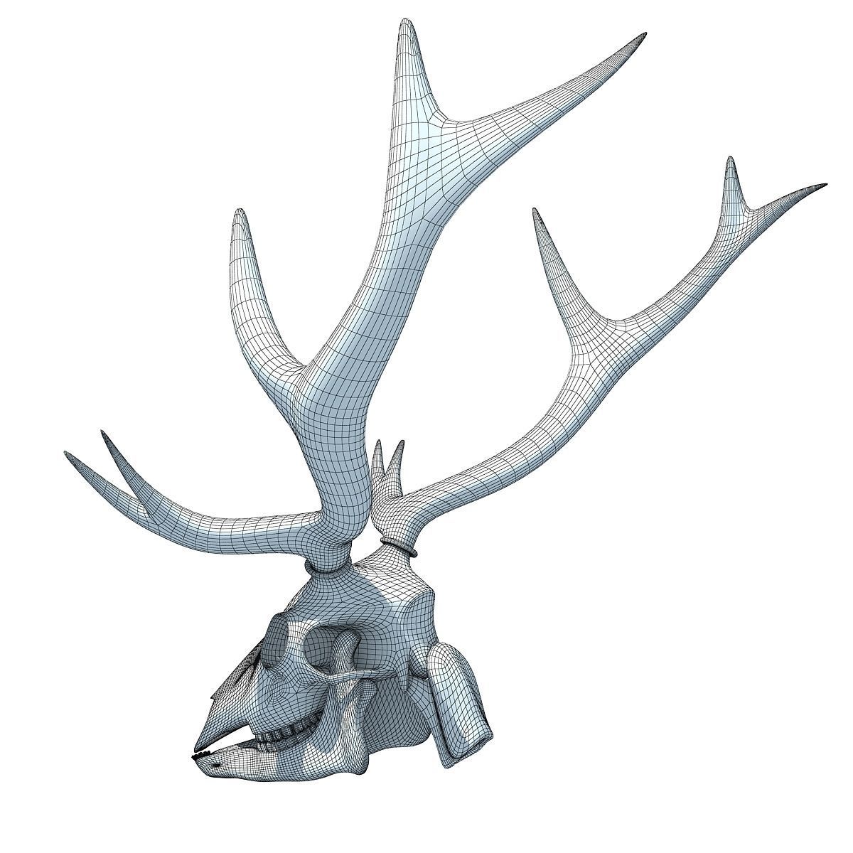 Realistic Deer Skull 3D model_10