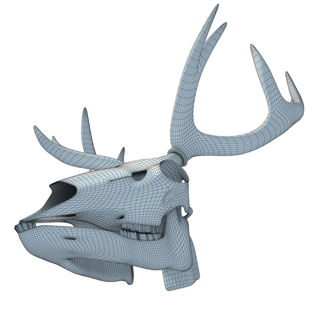 Realistic Deer Skull 3D model_12