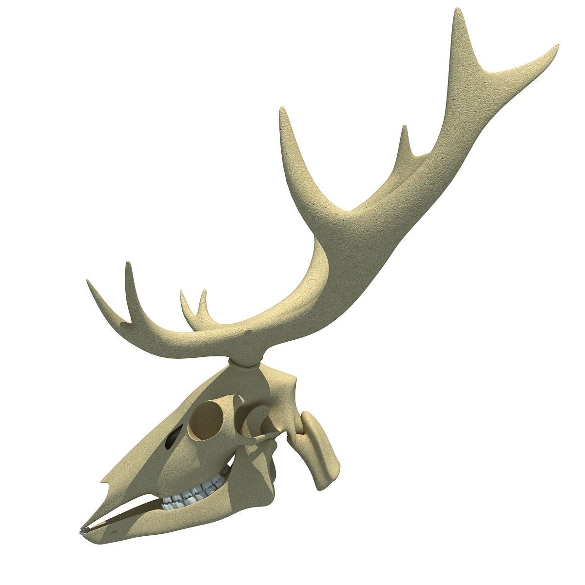 Realistic Deer Skull 3D model_4