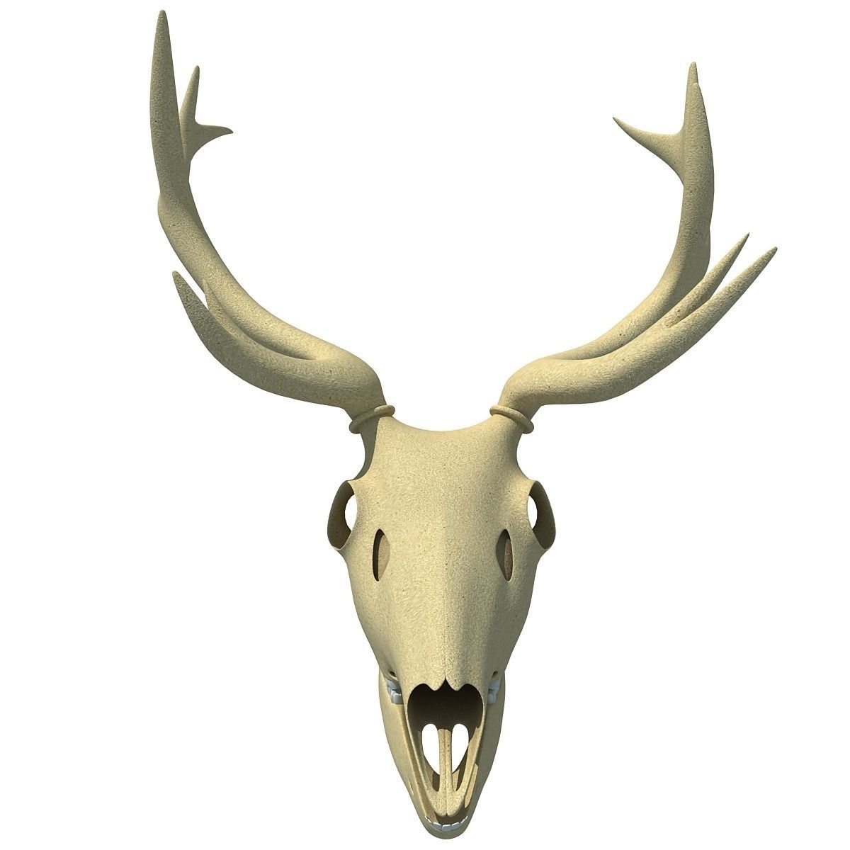 Realistic Deer Skull 3D model_3