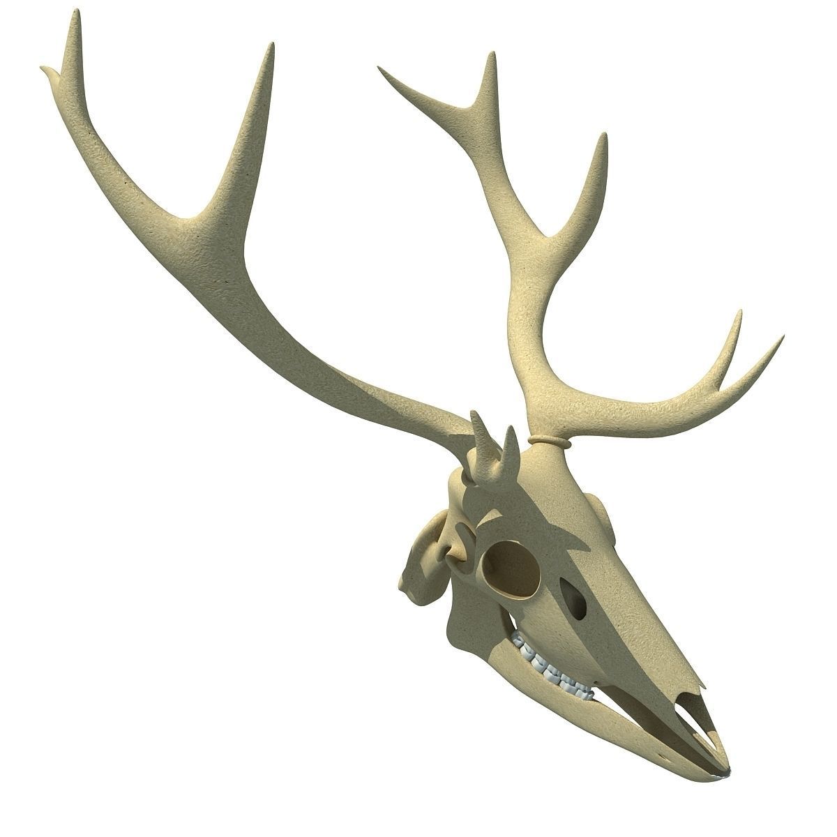 Realistic Deer Skull 3D model_1
