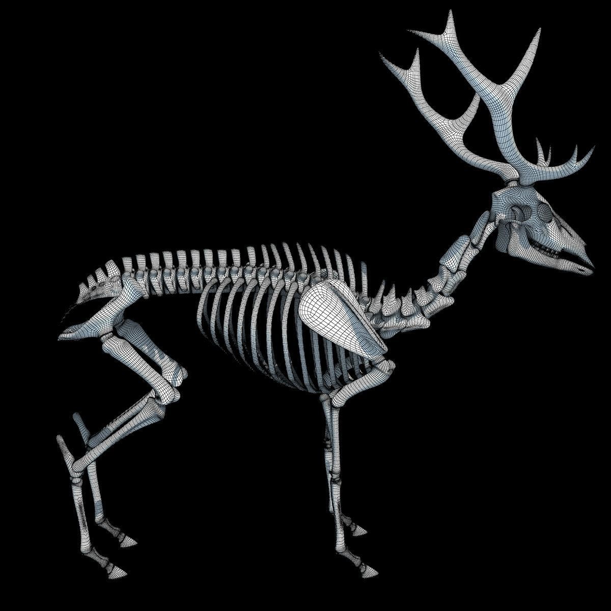 Realistic Deer Skeleton 3D model_15
