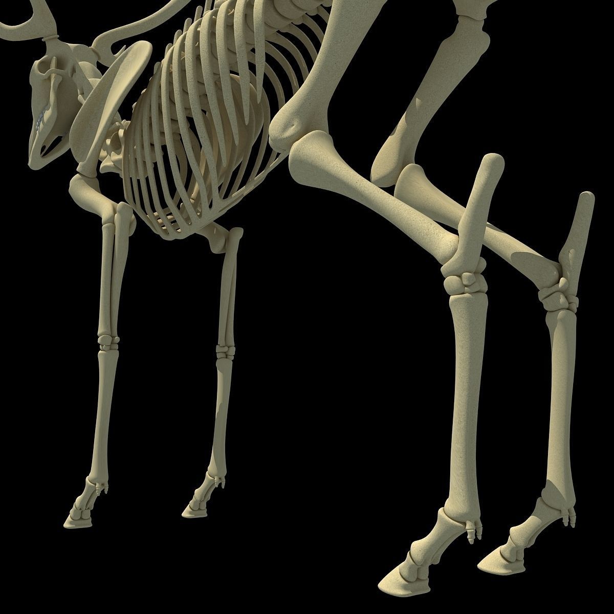 Realistic Deer Skeleton 3D model_11
