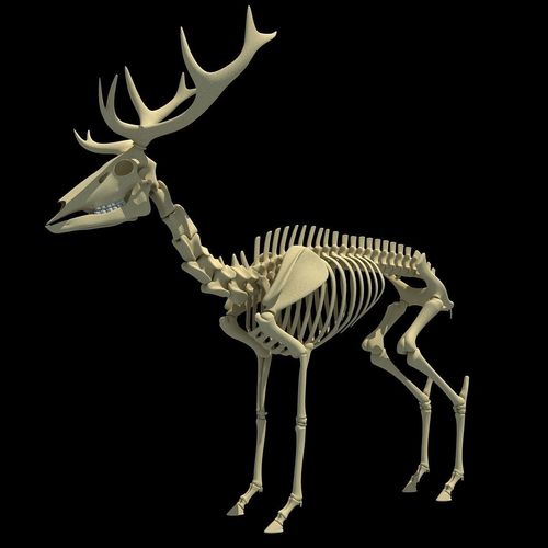 Realistic Deer Skeleton 3D model