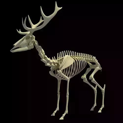 Realistic Deer Skeleton 3D model