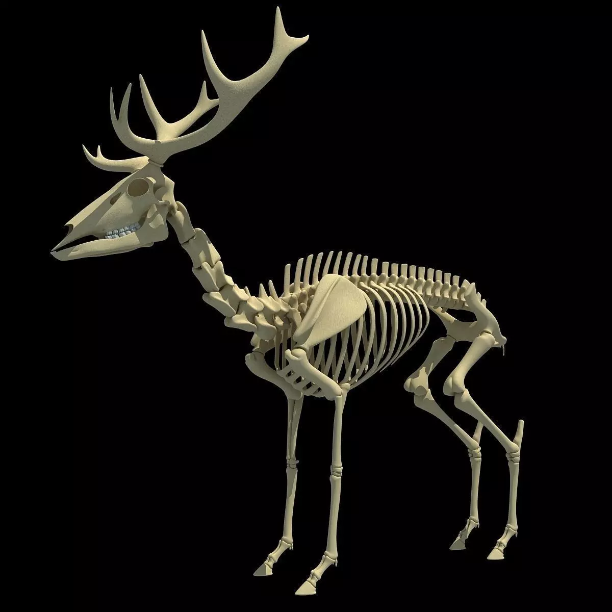 Realistic Deer Skeleton 3D model_0