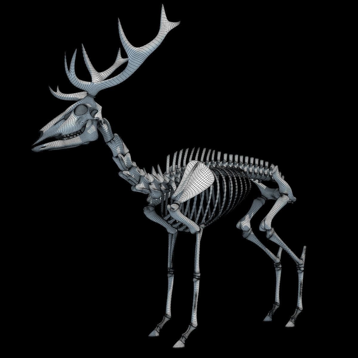 Realistic Deer Skeleton 3D model_19