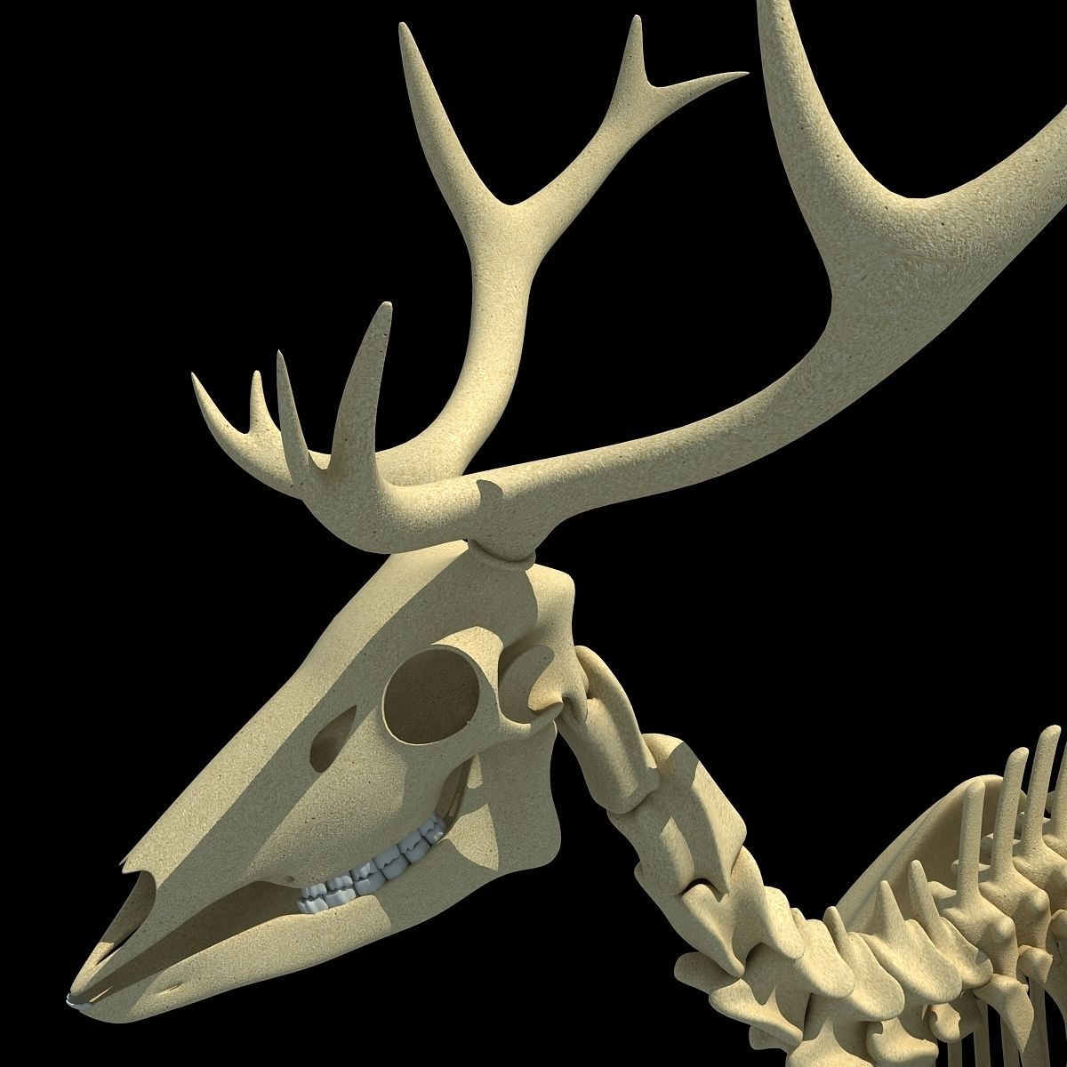 Realistic Deer Skeleton 3D model_10