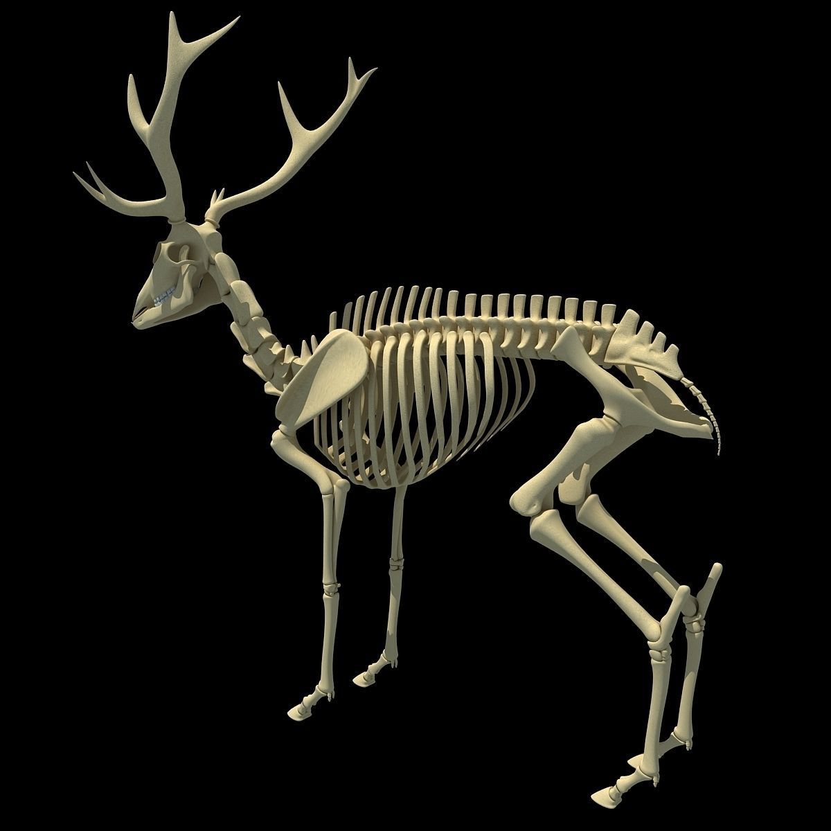 Realistic Deer Skeleton 3D model_1