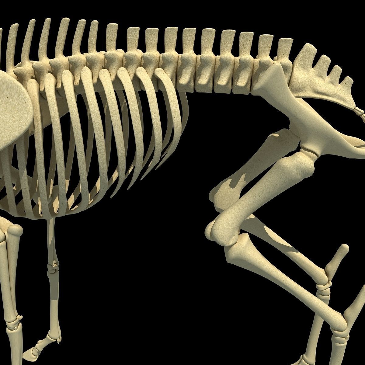 Realistic Deer Skeleton 3D model_8