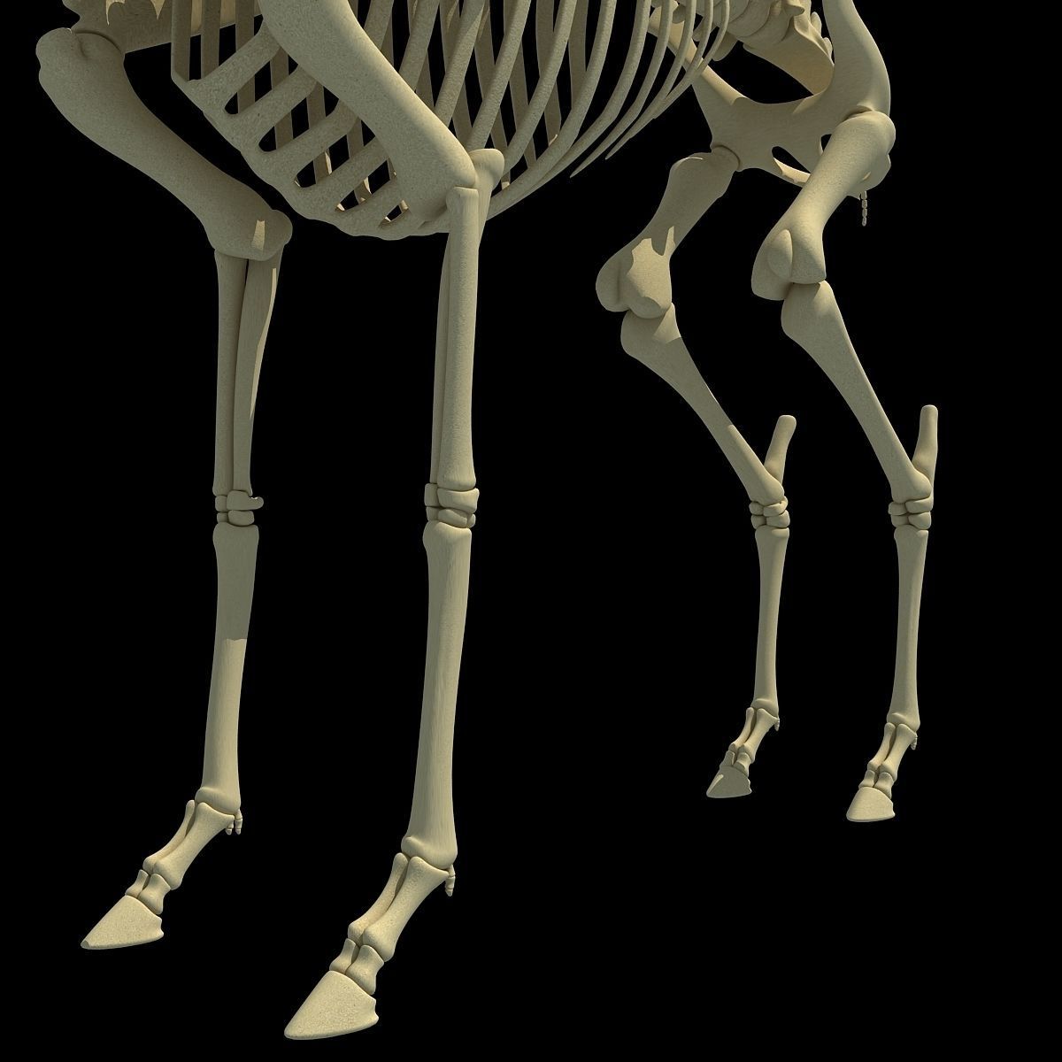 Realistic Deer Skeleton 3D model_13