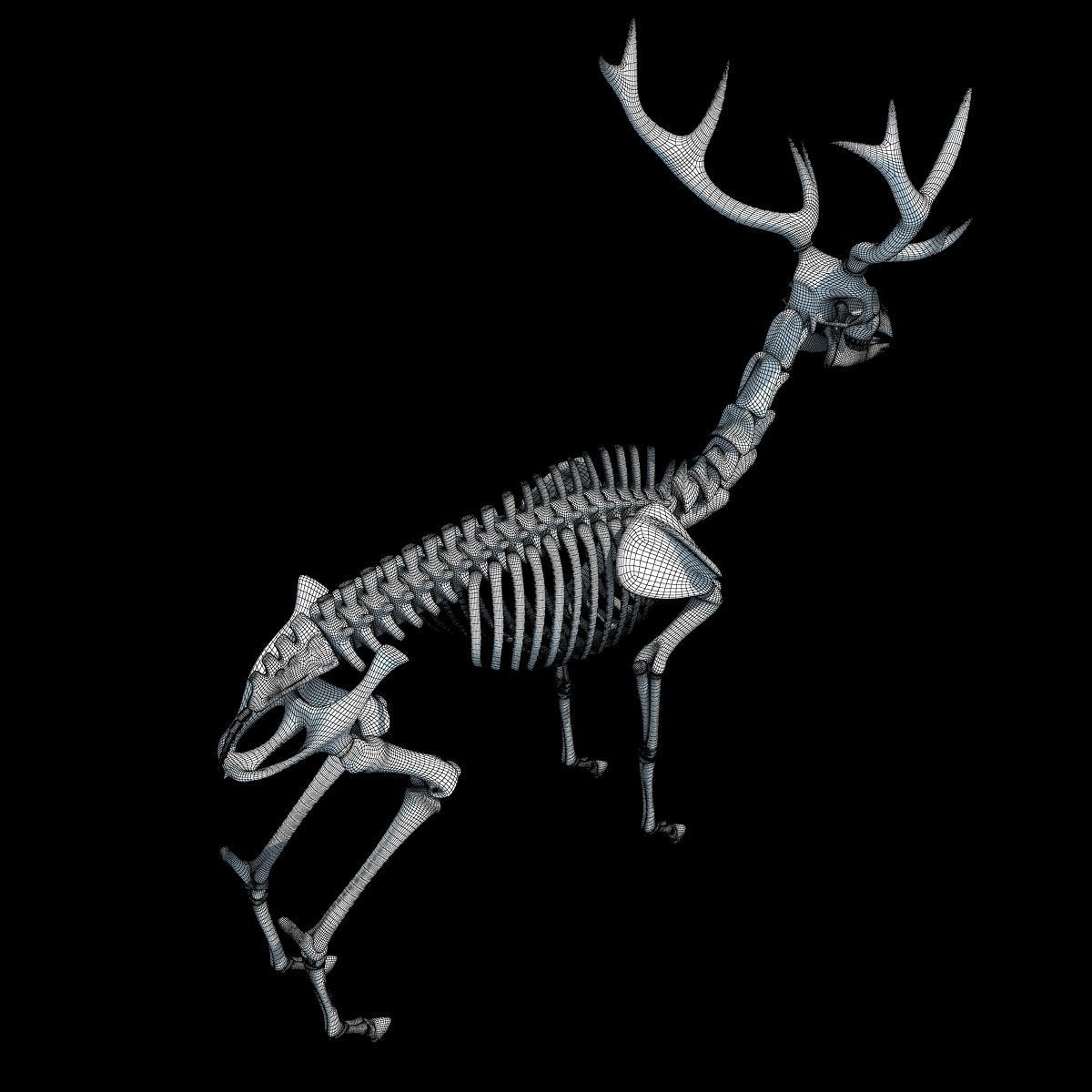 Realistic Deer Skeleton 3D model_16