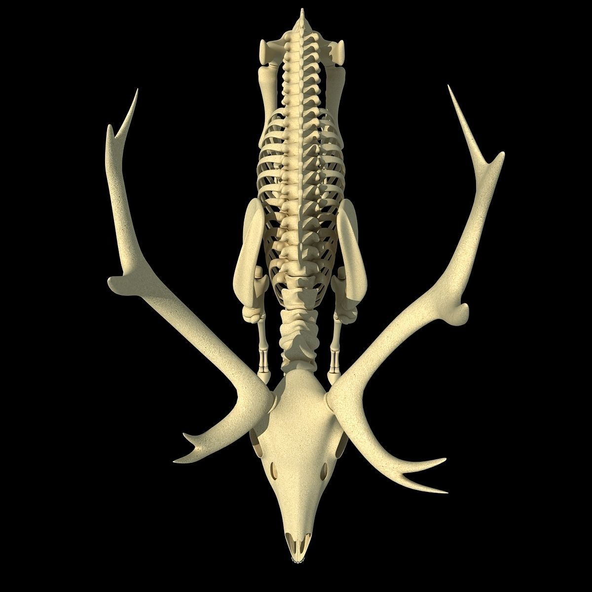 Realistic Deer Skeleton 3D model_12