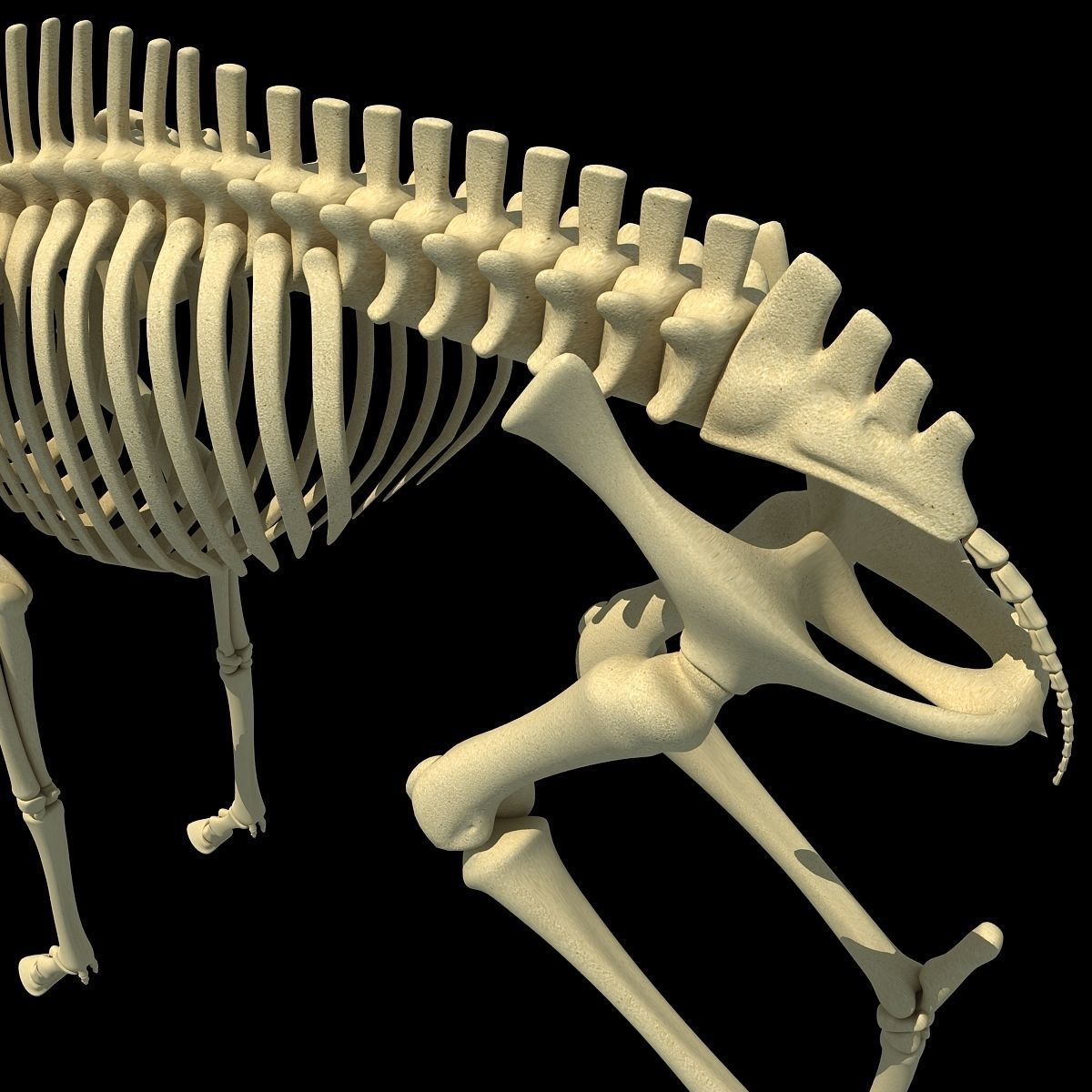 Realistic Deer Skeleton 3D model_9