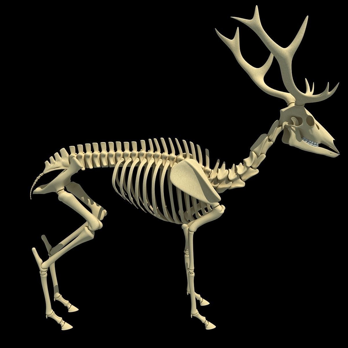 Realistic Deer Skeleton 3D model_6