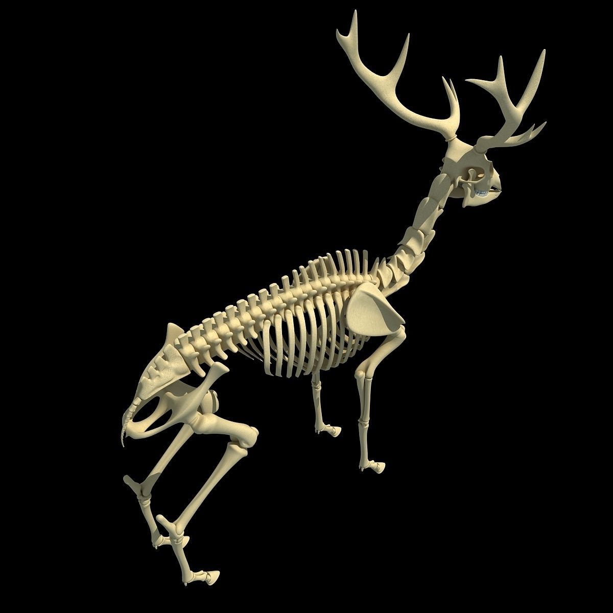 Realistic Deer Skeleton 3D model_4