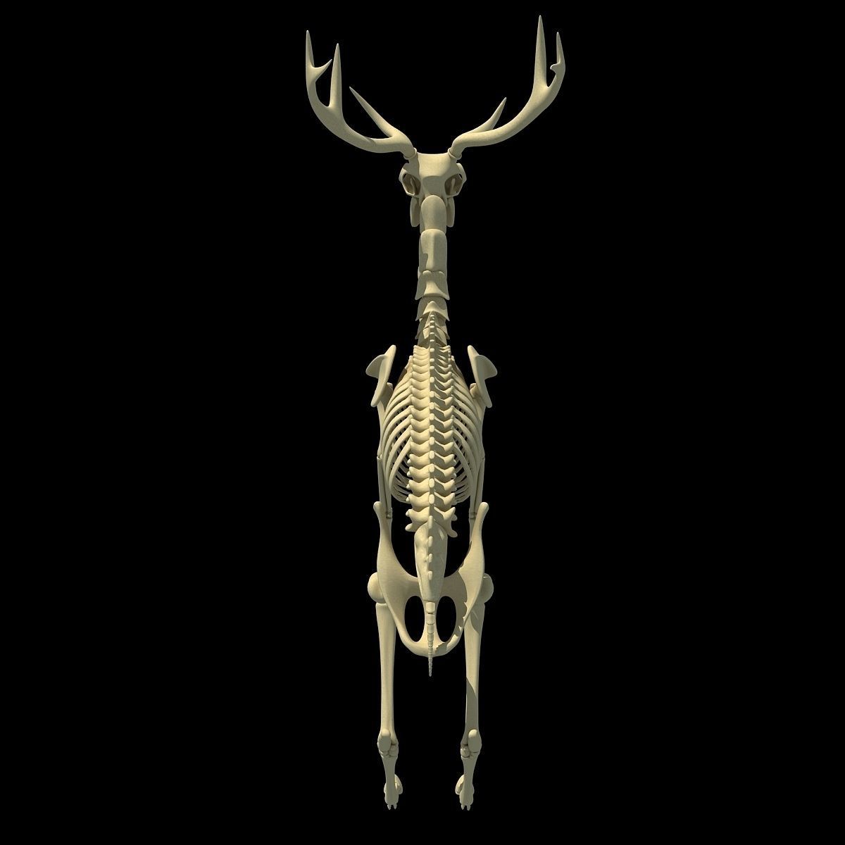 Realistic Deer Skeleton 3D model_5