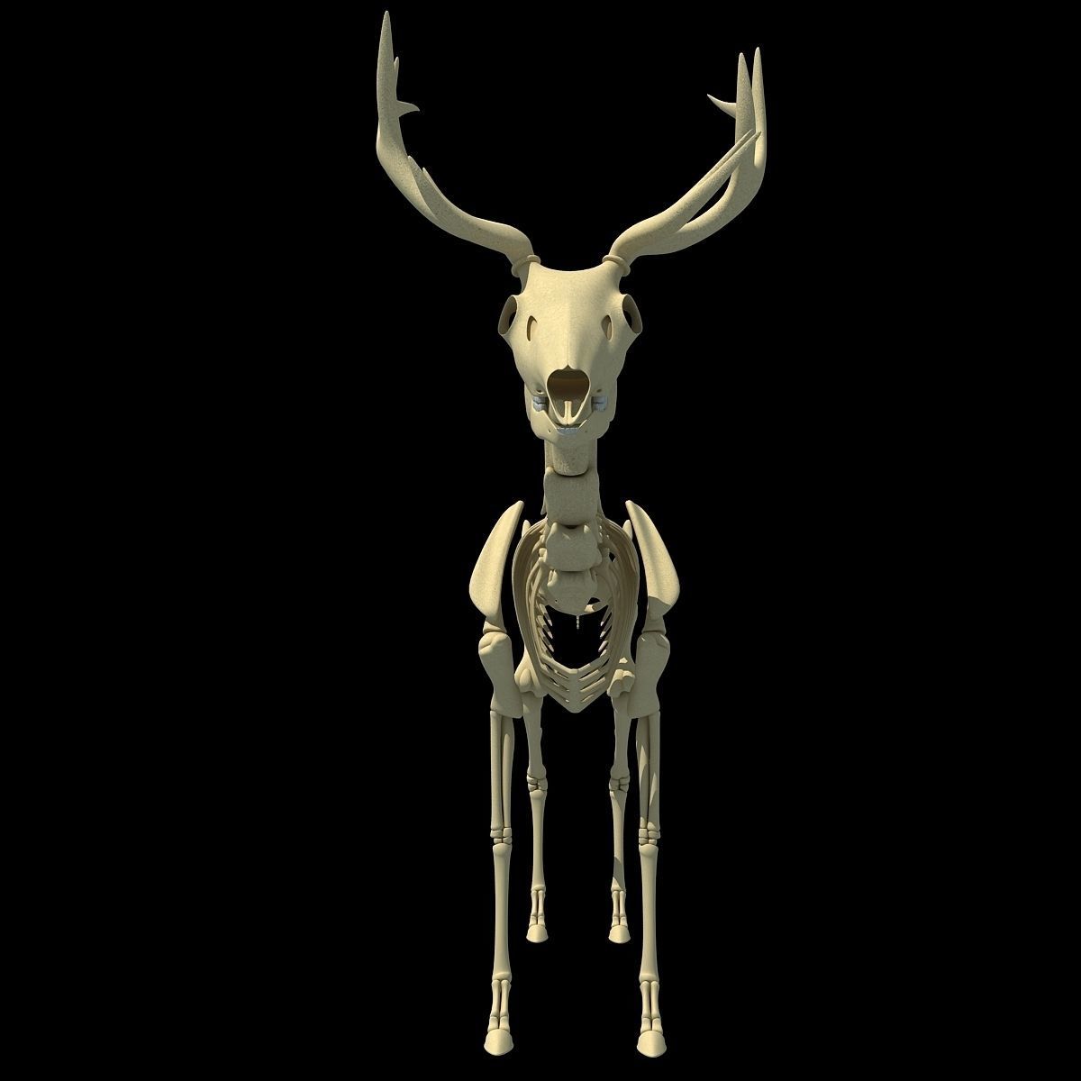 Realistic Deer Skeleton 3D model_3