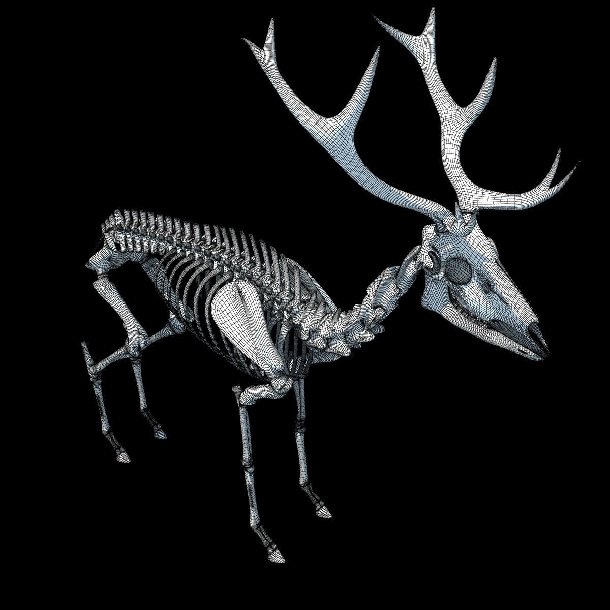 Realistic Deer Skeleton 3D model_17