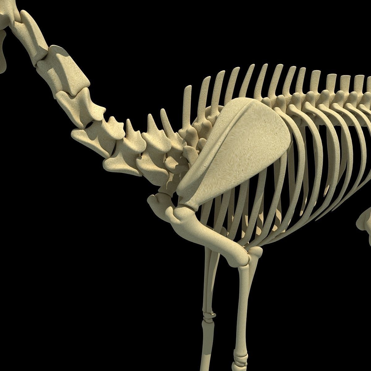 Realistic Deer Skeleton 3D model_14