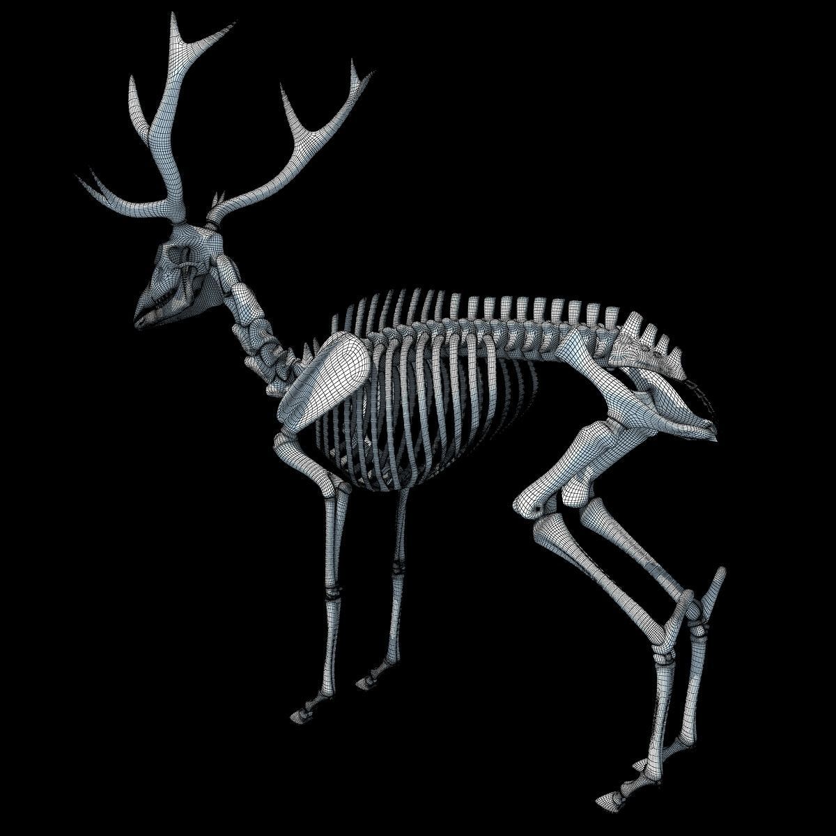 Realistic Deer Skeleton 3D model_18