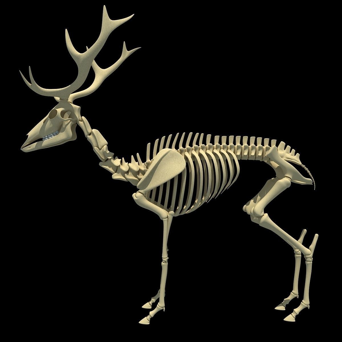 Realistic Deer Skeleton 3D model_2