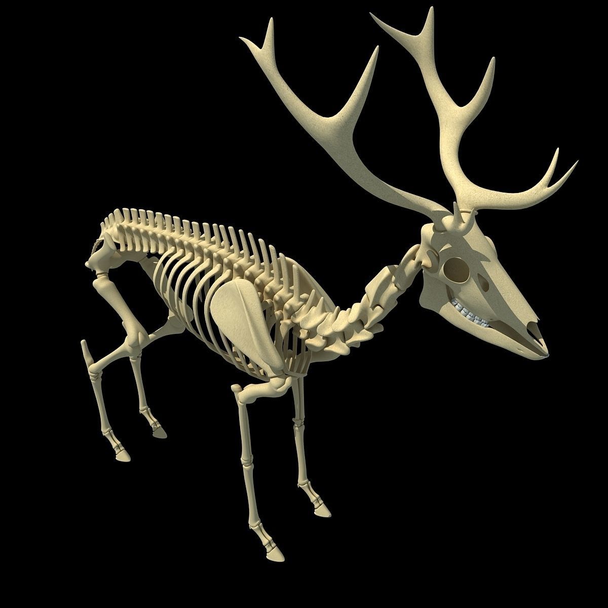Realistic Deer Skeleton 3D model_7