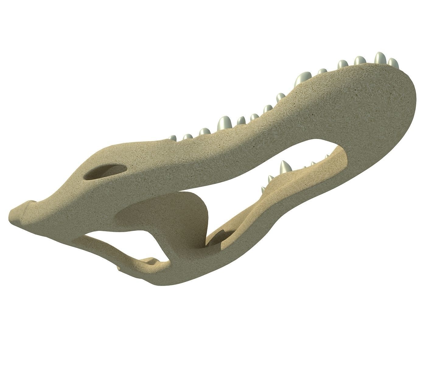 Crocodile jaw 3 3D model_3