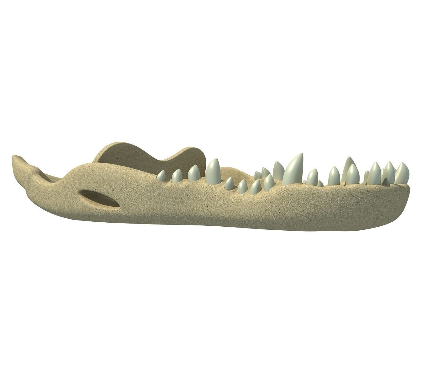 Crocodile jaw 3 3D model_1