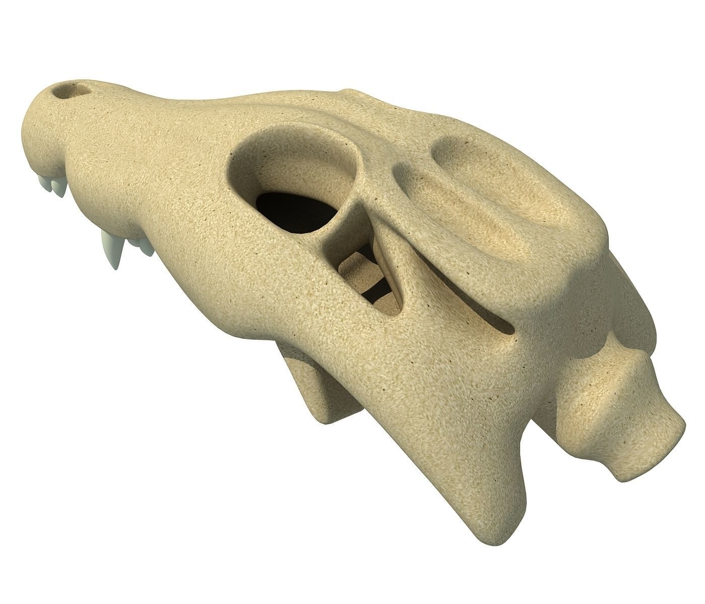 Crocodile Skull 8 3D model_2