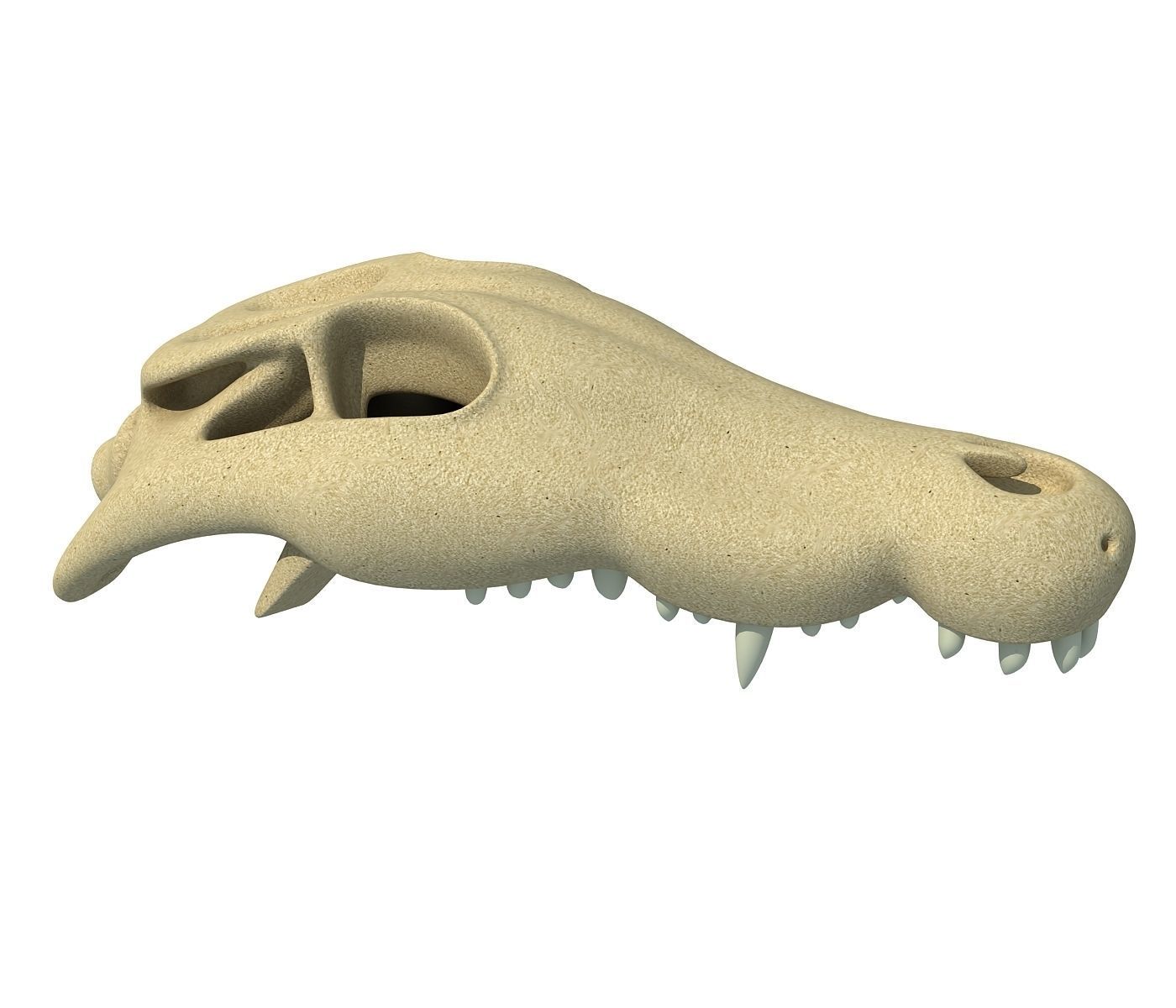 Crocodile Skull 8 3D model_1