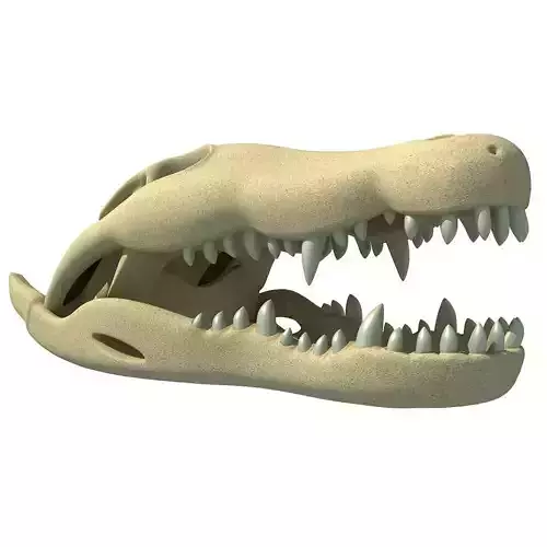 Crocodile Skull 3 3D model