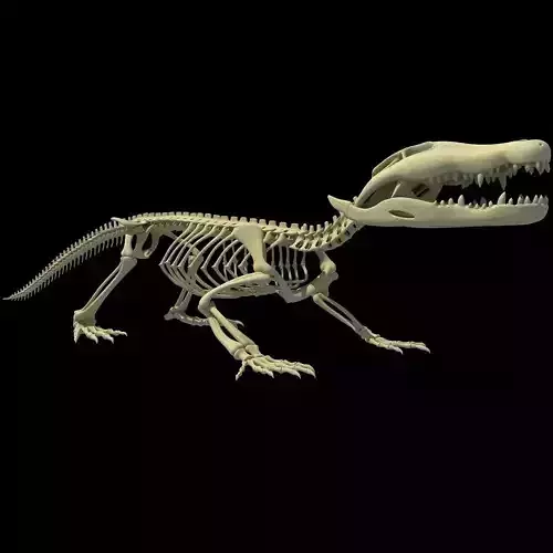 Crocodile Anatomical Skeleton 3D model