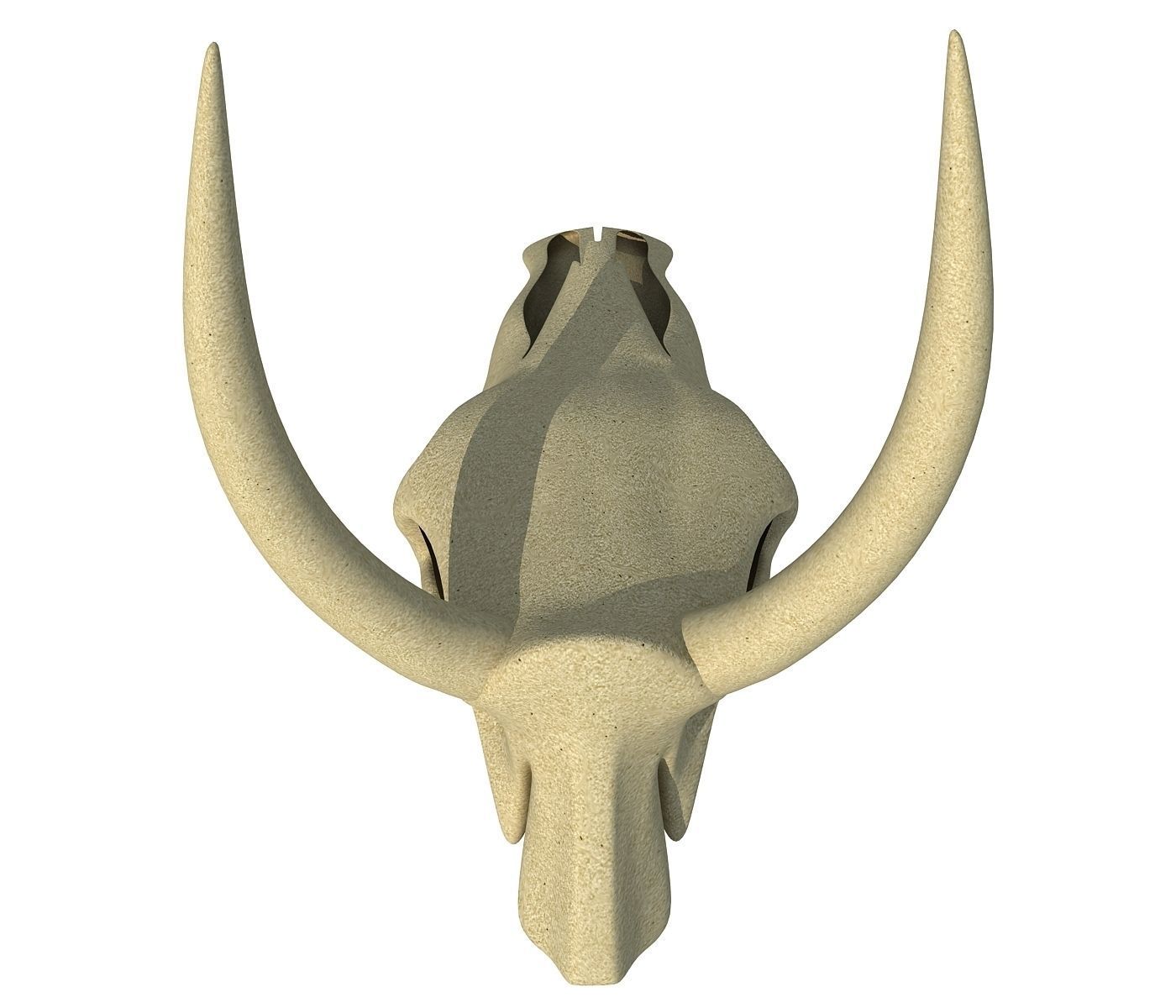 Realistic Cow Skull 3D model_3
